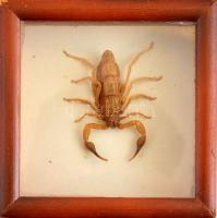 Preparált skorpió üvegezett fa dobozban, 10,5x10,5x3,5 cm