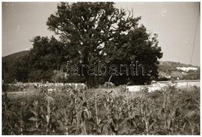 1971-1972 Balatoni nyaralás, kirándulás képei, Tihany, Balatonfüred, 60 db negatív kocka csíkban