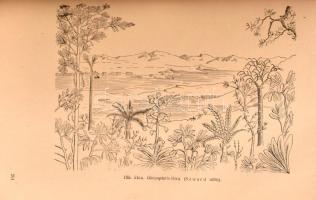 Andreánszky Gábor: Ősnövénytan. Bp., 1954., Akadémiai Kiadó, 320 p.+XVI t.+ 3 (kihajtható) t. Egyetl...