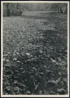 cca 1934 Kinszki Imre (1901-1945) budapesti fotóművész hagyatékából pecséttel jelzett vintage fotóművészeti alkotás (lehullott őszi levelek), 17,7x12,8 cm