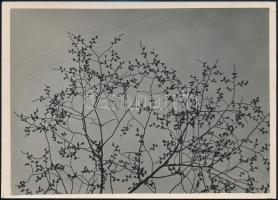 cca 1934 Kinszki Imre (1901-1945) budapesti fotóművész hagyatékából pecséttel jelzett és aláírt vintage fotóművészeti alkotás (Szilfa virágai), 12,9x18 cm
