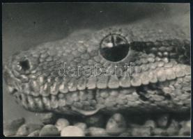 cca 1934 Kinszki Imre (1901-1945) budapesti fotóművész hagyatékából pecséttel jelzett vintage fotó (kígyófej), 5,9x8,4 cm