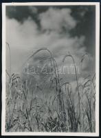 cca 1931 Kinszki Imre (1901-1945) budapesti fotóművész hagyatékából, jelzés nélküli vintage fotó (kalászok), 8,6x6,3 cm