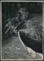 cca 1933 Kinszki Imre (1901-1945) budapesti fotóművész hagyatékából pecséttel jelzett és a szerző által aláírt vintage fotó (Black stork), 17,5x12,6 cm