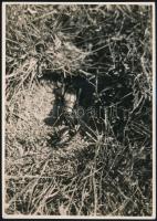 cca 1934 Kinszki Imre (1901-1945) budapesti fotóművész hagyatékából pecséttel jelzett és a szerző által németül feliratozott vintage fotó, 17,6x12,5 cm