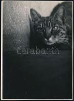 cca 1937 Kinszki Imre (1901-1945) budapesti fotóművész hagyatékából pecséttel jelzett és a szerző által aláírt vintage fotó (figyelő cica), 17,5x12,5 cm