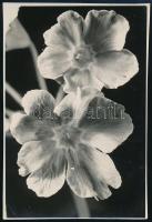 cca 1933 Kinszki Imre (1901-1945) budapesti fotóművész hagyatékából, jelzés nélküli vintage fotó (két virág), 9,1x6,2 cm