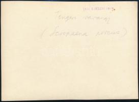 cca 1935 Kinszki Imre (1901-1945) budapesti fotóművész hagyatékából, pecséttel jelzett és a szerző á...