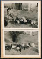 cca 1936 Kinszki Imre (1901-1945) budapesti fotóművész hagyatékából, 2 db jelzés nélküli vintage fotó (tyúkanyó csibékkel), 4,2x5,8 cm