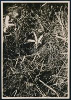 1928 Kinszki Imre (1901-1945) budapesti fotóművész hagyatékából, a szerző által feliratozott vintage fotó (Bp., Mártonhegy, ez a szerző 28. sz. felvétele), 8,5x6,0 cm