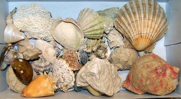 Egy doboz vegyes tengeri kagyló és csiga