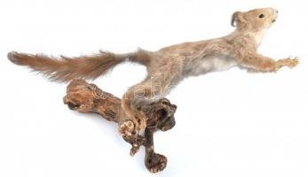 Kitömött mókus fa asztali konzolon 37 cm