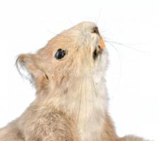 Kitömött mókus fa asztali konzolon 37 cm