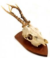 Trófea, falra akasztható 40 cm