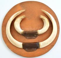 Vaddisznó agyar trófea falra akasztható, kijáró, laza agyarakkal, d: 23 cm