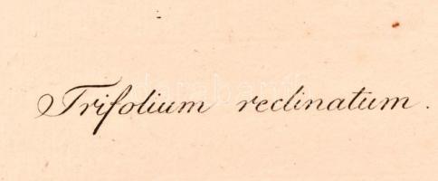Kitaibel [Pál], Paul(us) és Waldstein, Francisc(us): Descriptiones et icones plantarum rariorum Hung...