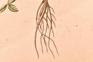 Kitaibel [Pál], Paul(us) és Waldstein, Francisc(us): Descriptiones et icones plantarum rariorum Hung...