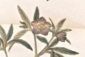 Kitaibel [Pál], Paul(us) és Waldstein, Francisc(us): Descriptiones et icones plantarum rariorum Hung...