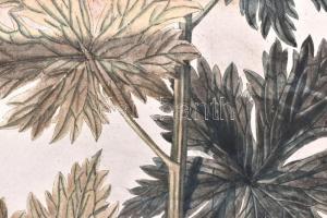 Kitaibel [Pál], Paul(us) és Waldstein, Francisc(us): Descriptiones et icones plantarum rariorum Hung...