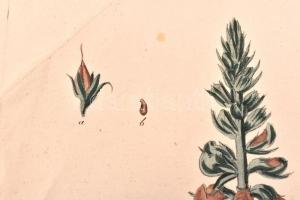 Kitaibel [Pál], Paul(us) és Waldstein, Francisc(us): Descriptiones et icones plantarum rariorum Hung...