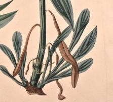 Kitaibel [Pál], Paul(us) és Waldstein, Francisc(us): Descriptiones et icones plantarum rariorum Hung...