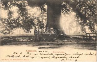 1901 Trsteno, Cannosa (Dubrovnik, Ragusa); Riesenplatane / óriás platánfa, vendéglő / giant plane tree, restaurant. Verlag Bernhard Weiss (EK)