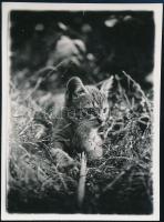 cca 1930 Kinszki Imre (1901-1945) budapesti fotóművész hagyatékából, jelzés nélküli vintage fotó (Cica az első vadászaton), 8,5x6,3 cm