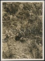cca 1933 Kinszki Imre (1901-1945) budapesti fotóművész hagyatékából, jelzés nélküli vintage fotó, de a szerző által feliratozva (Rebschneider), 8,5x6,1 cm