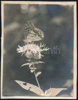1929 Kinszki Imre (1901-1945) budapesti fotóművész hagyatékából, jelzés nélküli vintage fotó, de a szerző által feliratozva (Hűvösvölgyi pillangó), 6x4,5 cm