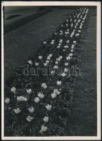 cca 1936 Kinszki Imre (1901-1945) budapesti fotóművész hagyatékából, pecséttel jelzett vintage fotó (tulipánok), 18x13 cm
