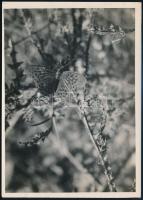 cca 1934 Kinszki Imre (1901-1945) budapesti fotóművész hagyatékából, pecséttel jelzett vintage fotó (Argynnis paphia), 18x12,9 cm