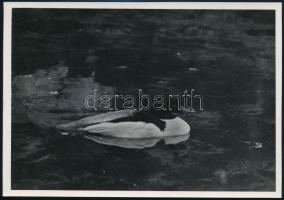 cca 1932 Kinszki Imre (1901-1945) budapesti fotóművész hagyatékából, pecséttel jelzett vintage fotó (Kis kacsa úszik fekete tóban), 11,8x17 cm