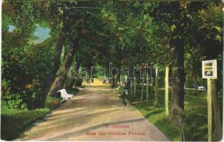 1917 Turnu Severin, Szörényvár; Alea din Gradina Publica / park