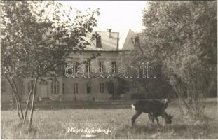 ~1960 Nógrádgárdony, Nógrád-Gárdony (Csitár); Gróf Mailáth Géza kastélya, őzek. photo