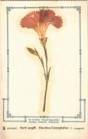 1923 Kolozsvár, Cluj; Erdélyi Kárpát Egyesület kiadása II. sorozat 1. csoport. Kerti szegfű, élővirágos / Dianthus Caryaphyllus / Carnation flower, real flower (Rb)