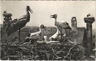 1959 Nezsider, Neusiedl am See; Storchenidyll / gólyák, gólyafészek / stork nests