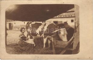 Tehénfejés / Girl milking a cow. photo