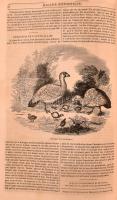Edouard Charton - Le Magasin Pittoresque - cca 1840-1860. 22 évfolyam 11 kötetbe kötve. Félbőr kötés...
