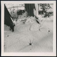 cca 1933 Kinszki Imre (1901-1945) budapesti fotóművész hagyatékából, jelzés nélküli vintage fotó (Havas erdő részlet), 6,5x6,5 cm