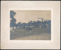 1902 Vasad feliratú vintage fotó egy delelő gulyáról, 8,6x11,7 cm, karton 14,3x17,4 cm