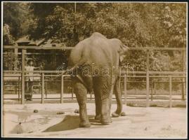 cca 1927 A budapesti Állatkert elefántja, Pobuda Alfréd fényképész pecsétjével jelzett vintage fotó, 17,2x23,3 cm