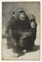 Budapest XIV. Székesfővárosi Állatkert, Boby és Daisy az ifjú csimpánzok. Az Állatkert Szent István heti ajándéka