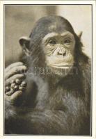 Budapest XIV. Székesfővárosi Állatkert, Boby a hím csimpánz szőlőt eszik