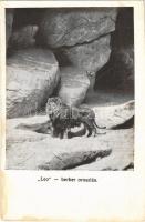 Budapest XIV. Székesfővárosi Állatkert, Leo berber oroszlán. M.F.I. 1890. 30. sz. (fl)
