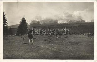 1940 Tátra, Magas Tátra, Vysoké Tatry; Vysoké Tátry od Vychodné / mountains, cattle (EK)
