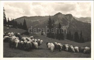 Gyergyószentmiklós, Gheorgheni; Gyilkos-tó környéke, juhnyáj a Gyilkoshegy tövében. Ambrus felvétele / Lacul Rosu (Ghilcos) / flock of sheep, folklore