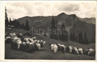 1943 Gyergyószentmiklós, Gheorgheni; Gyilkos-tó környéke, juhnyáj a Gyilkoshegy tövében. Ambrus felvétele / Lacul Rosu (Ghilcos) / flock of sheep, folklore