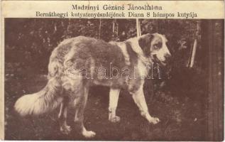 Jánoshalma, Madzinyi Gézáné Bernáthegyi kutyatenyészdéjének Diana nevű 8 hónapos kutyája. photo (apró lyukak / tiny pinholes)