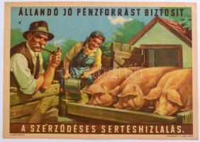 Villamosplakát: Állandó jó pénzforrást biztosít a szerződéses sertéshízlalás, Gr.: Pál György, 33,5x24 cm