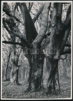 cca 1934 Kinszki Imre (1901-1945) budapesti fotóművész hagyatékából, feliratozott vintage fotó (fa matuzsálemek), 23,8x17,2 cm